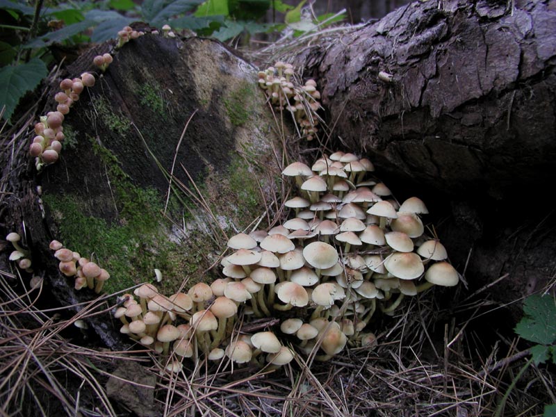 Hypholoma fasciculare. Tossico.